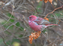 在庫のオオマシコ君Ⅲ 在庫のオオマシコ君Ⅲ