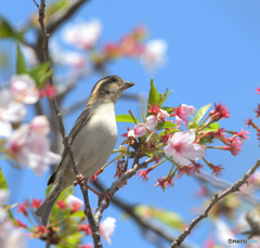 桜にニュウナイスズメ⑭