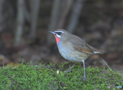在庫のノゴマ君②