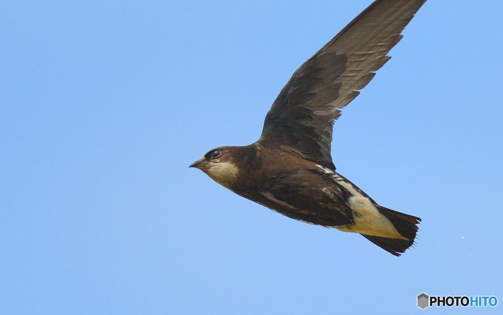 ハリオアマツバメ③