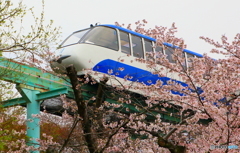 桜にモノレール