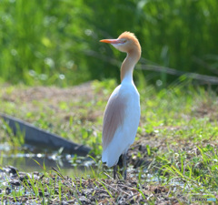 アマサギさん