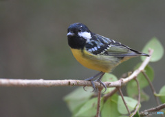 キバラガラ2023④