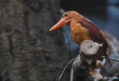 リュウキュウアカショウビンin恩賜上野動物園