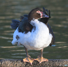 迷鳥バリケン⑦