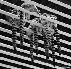 だまし絵？(^_^;)