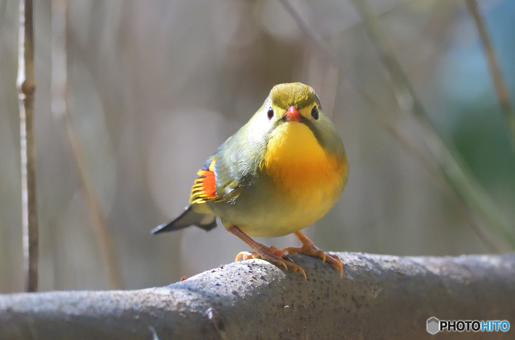 カメラ目線のソウシチョウⅡ