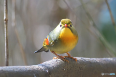 カメラ目線のソウシチョウⅡ