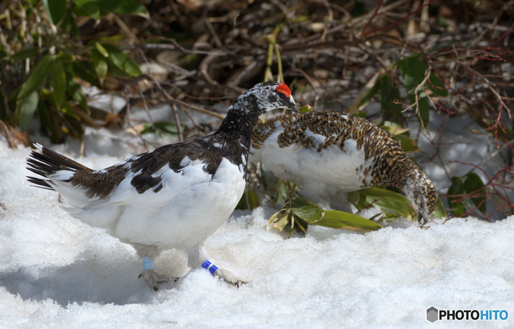 青いテープのカップル