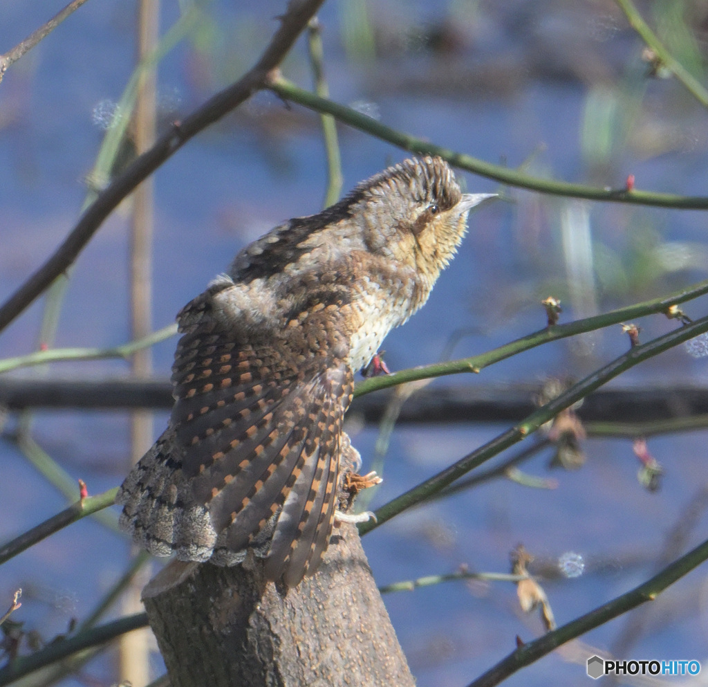 羽根を伸ばすアリスイ