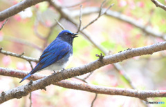 桜にオオルリ♂Ⅱ