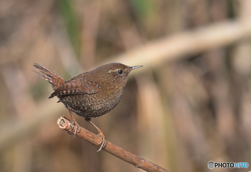 元気なミソサザイ