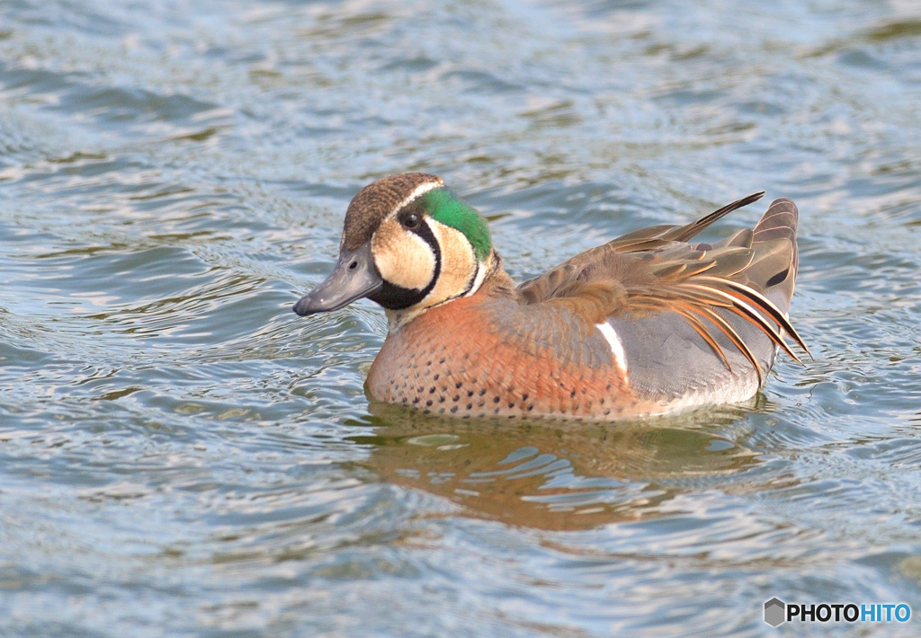 本日のトモエガモ
