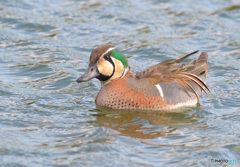 本日のトモエガモ