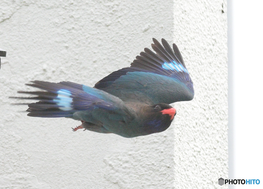 Z9でブッポウソウ⑦