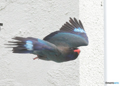 Z9でブッポウソウ⑦