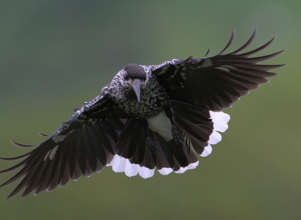 ホシガラス2024②