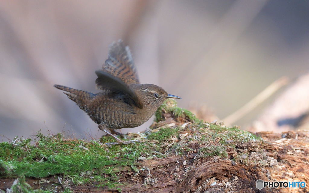 ミソっちの変顔