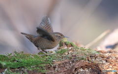 ミソっちの変顔