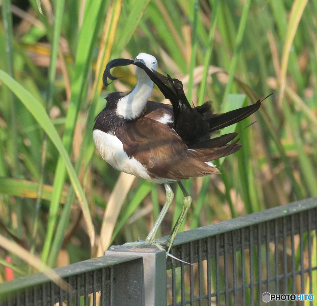 レンカクの羽繕い