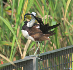 レンカクの羽繕い
