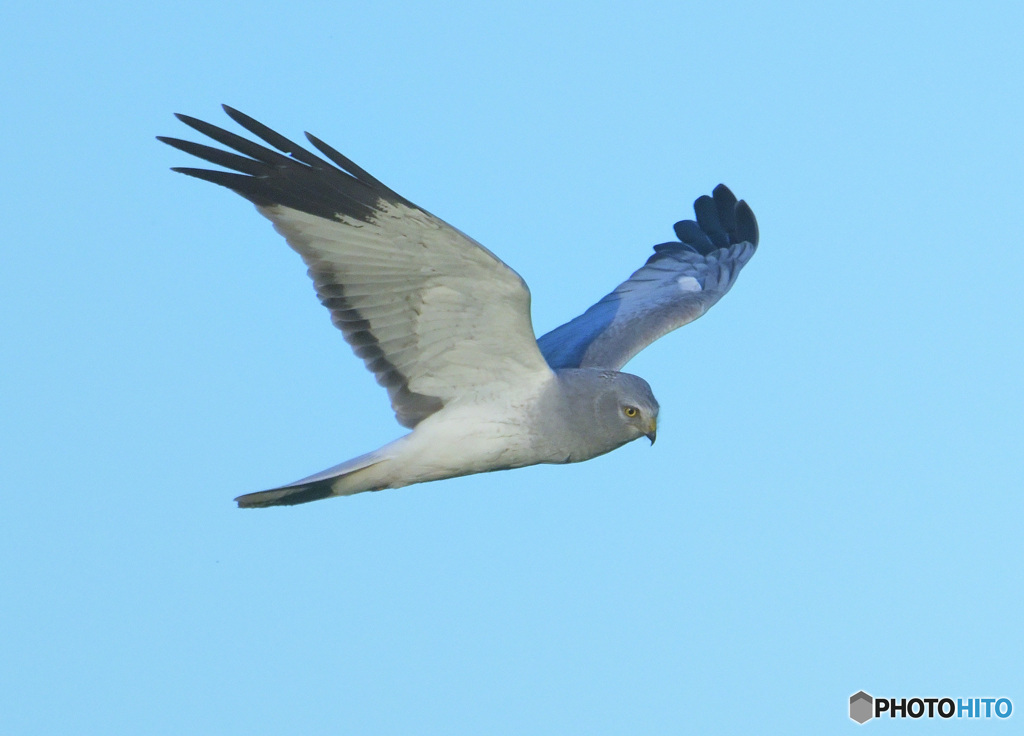 ハイイロチュウヒ⑨