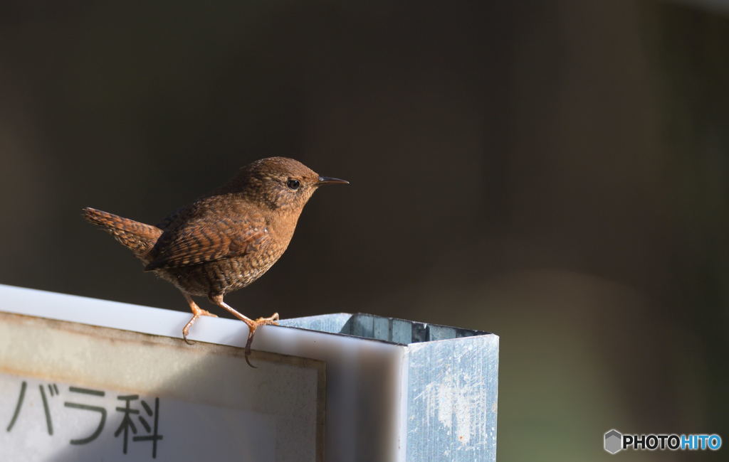 本日のミソサザイ