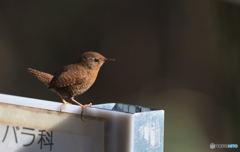 本日のミソサザイ