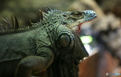 GODZILLA？