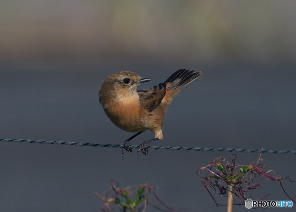 見返りノビタキⅡ