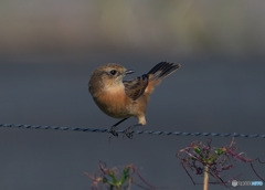 見返りノビタキⅡ