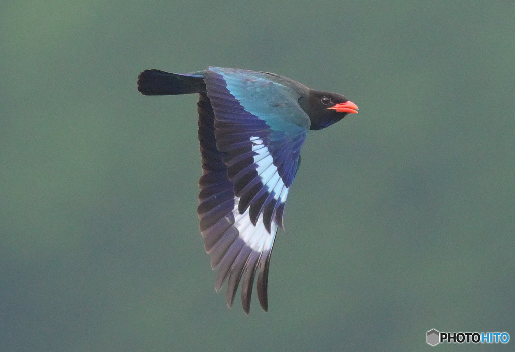 7月のブッポウソウ㊶