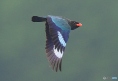 7月のブッポウソウ㊶