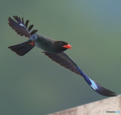 7月のブッポウソウ㉒