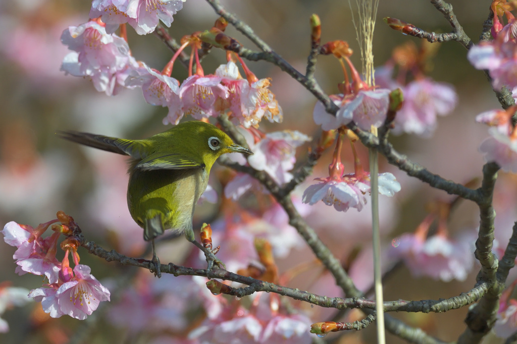 どれにしようかな