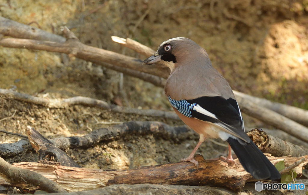 カケス君まで10m