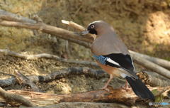 カケス君まで10m