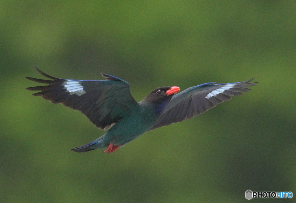 Z9でブッポウソウ