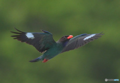 Z9でブッポウソウ