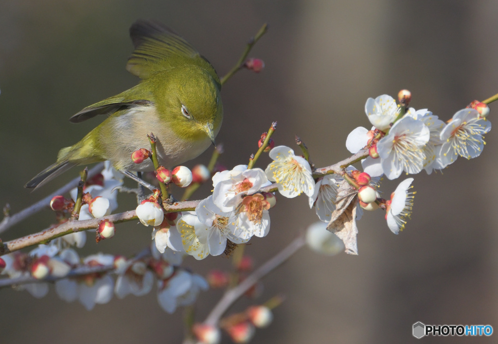 ウメジロー2023③