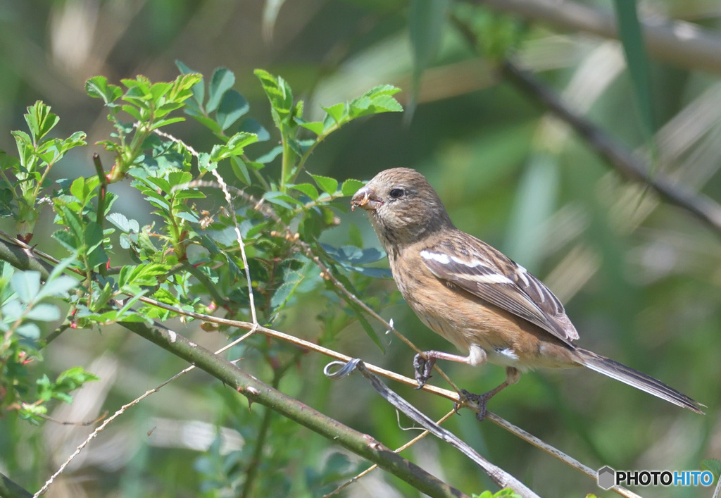 3月のベニマシコさんⅢ