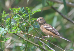 3月のベニマシコさんⅢ