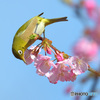 河津桜にメジロ⑪