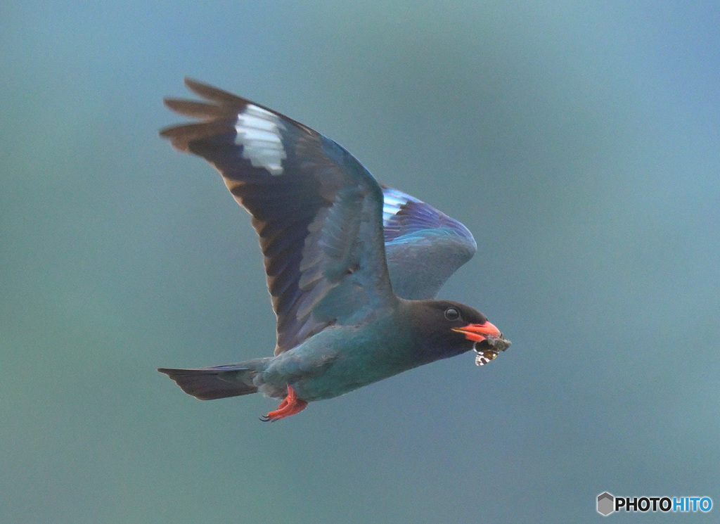 7月のブッポウソウ㉜