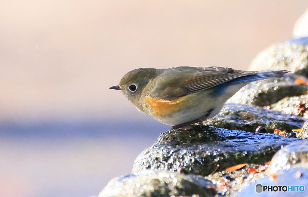 ルリビタキのオス若