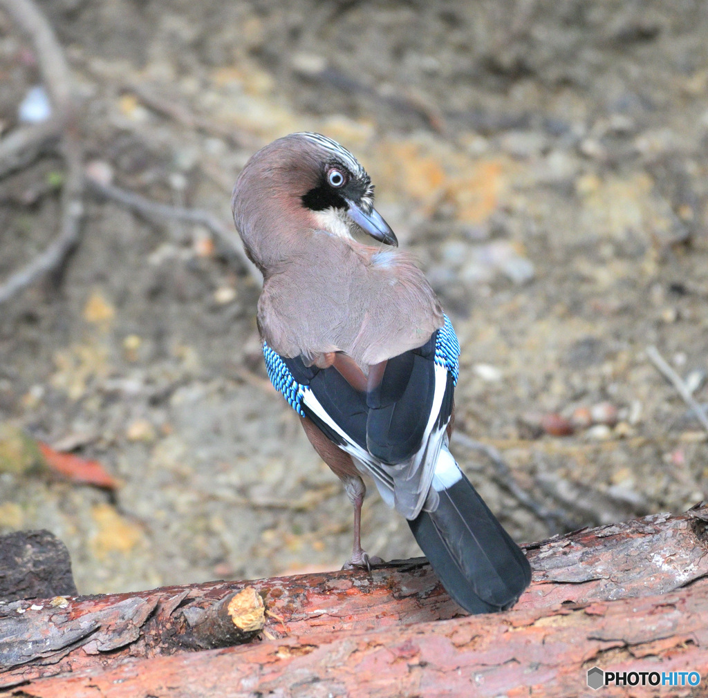 カケスの羽繕い