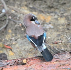 カケスの羽繕い