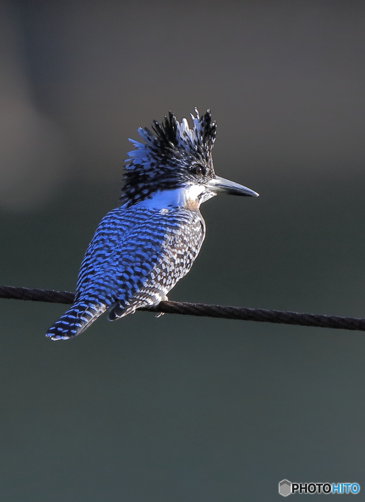本日のヤマセミさん(20161123）