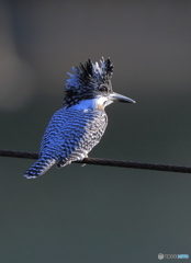 本日のヤマセミさん(20161123）