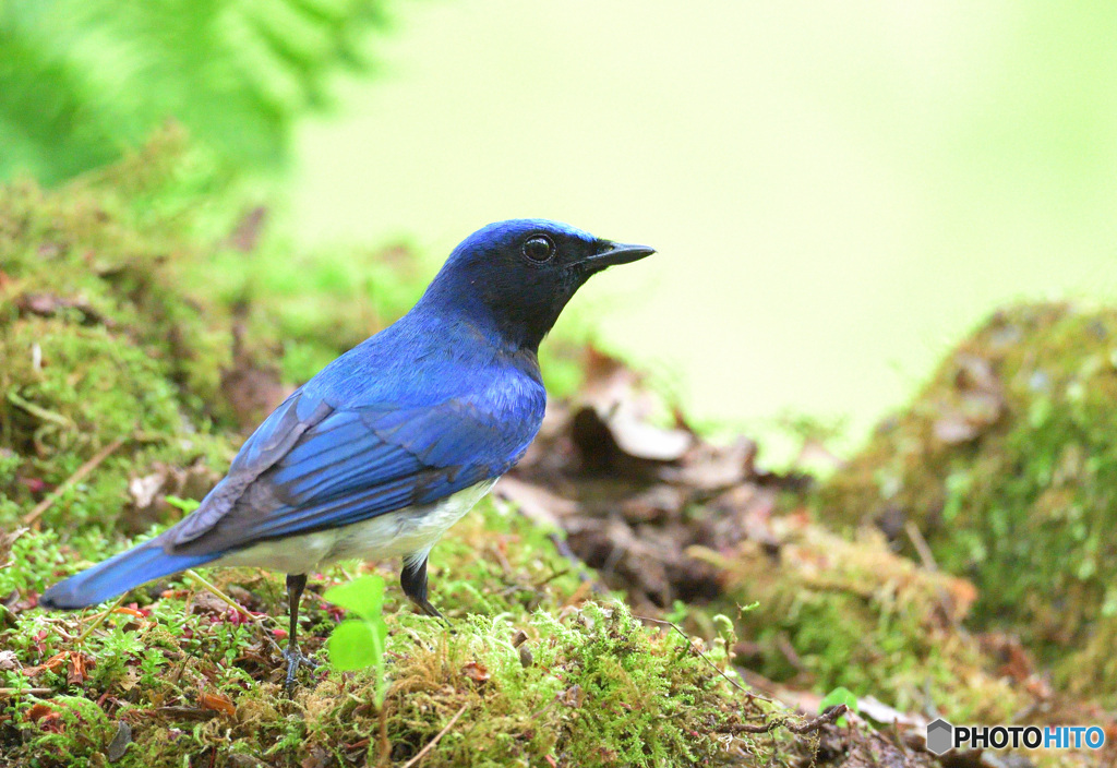 本日のオオルリ